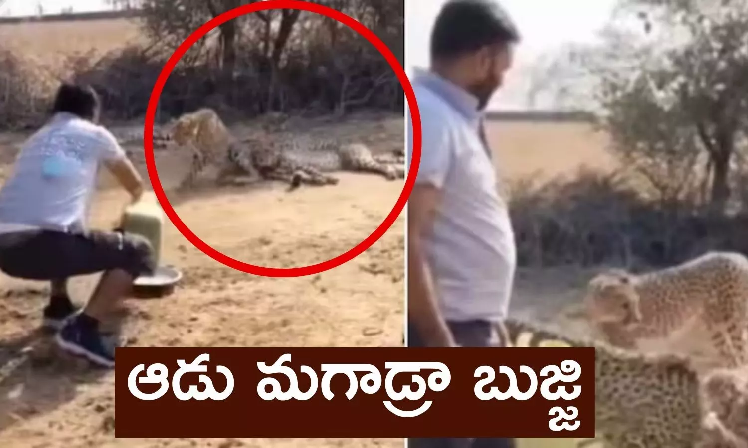 Viral Video: చిరుతలకే నీళ్లు పోసి దాహం తీర్చాడు... ఆడు మగాడ్రా బుజ్జి Man offering water for thirsty cheetahs in Madhya Pradeshs Kuno National Park and video goes viral