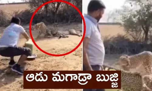 Man offering water for thirsty cheetahs in Madhya Pradeshs Kuno National Park and video goes viral Man offering water for thirsty cheetahs in Madhya Pradeshs Kuno National Park and video goes viral