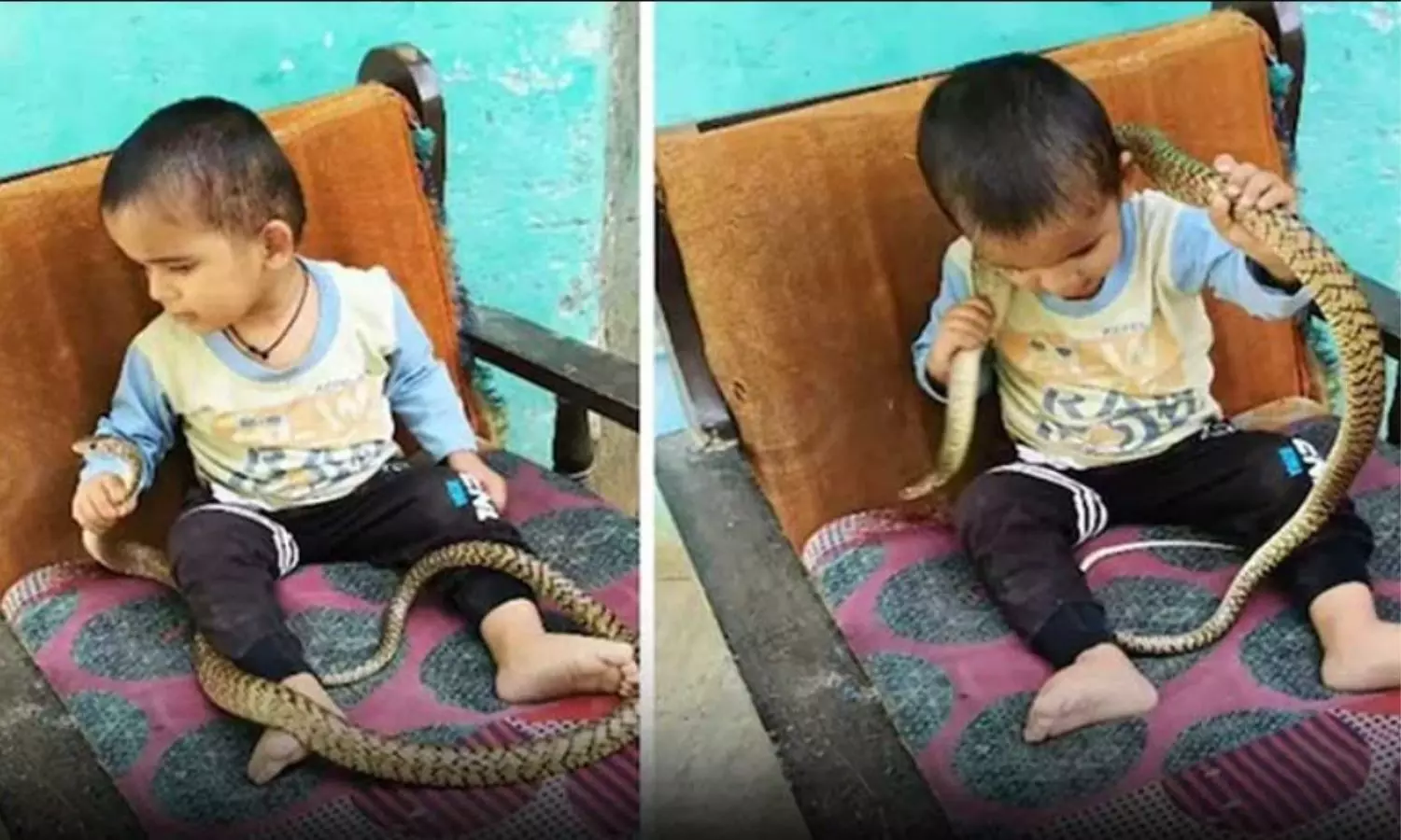 Viral Video: అరే బుడ్డోడా.. అది బొమ్మకాదురా పాము.. ఈ వీడియో చూస్తే వెన్నులో వణుకు ఖాయం..! Viral Video: అరే బుడ్డోడా.. అది బొమ్మకాదురా పాము.. ఈ వీడియో చూస్తే వెన్నులో వణుకు ఖాయం..!