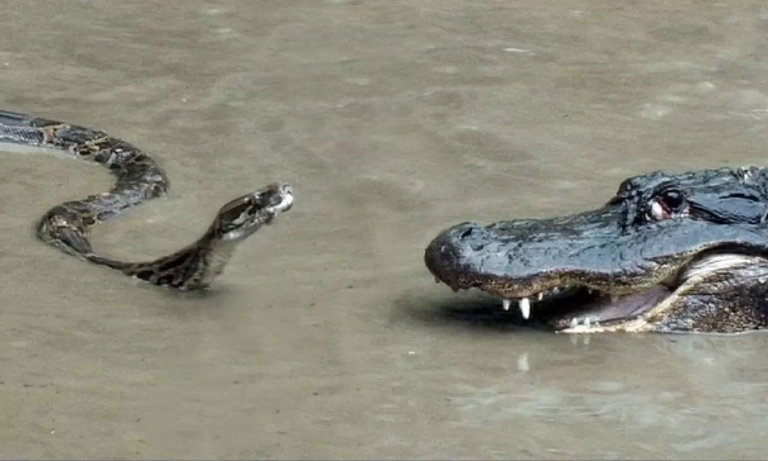 Viral Video Python vs Crocodile Intense Water Battle Ends with Unexpected Twist