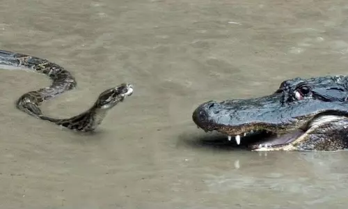 Viral Video Python vs Crocodile Intense Water Battle Ends with Unexpected Twist