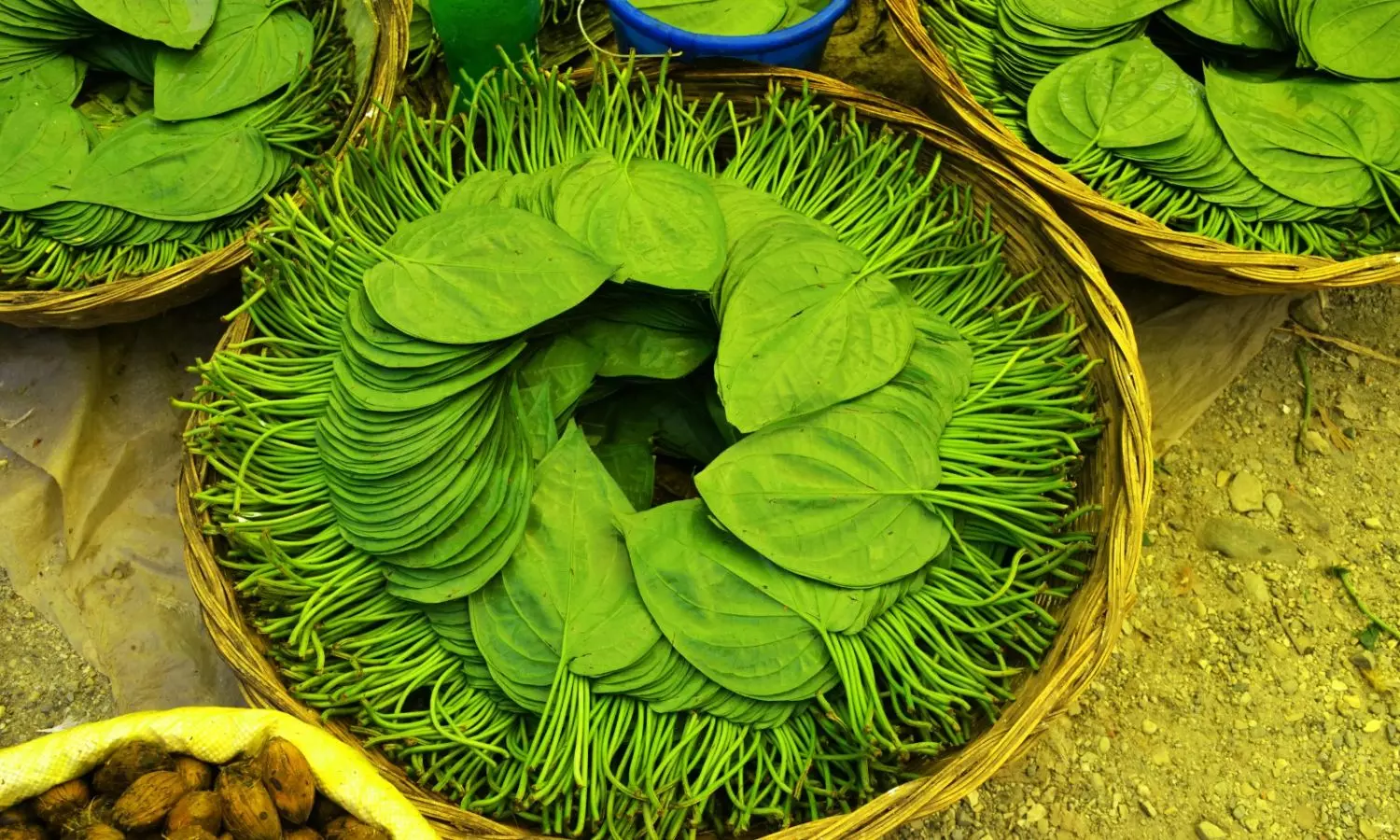 Paan Benefits: ఒక్క ఆకు 100 అద్భుతాలు.. ఇలా తింటే నమ్మలేని ఆరోగ్య ప్రయోజనాలు..! Paan Benefits Amazing Health Secrets of Betel Leaf You Never Knew