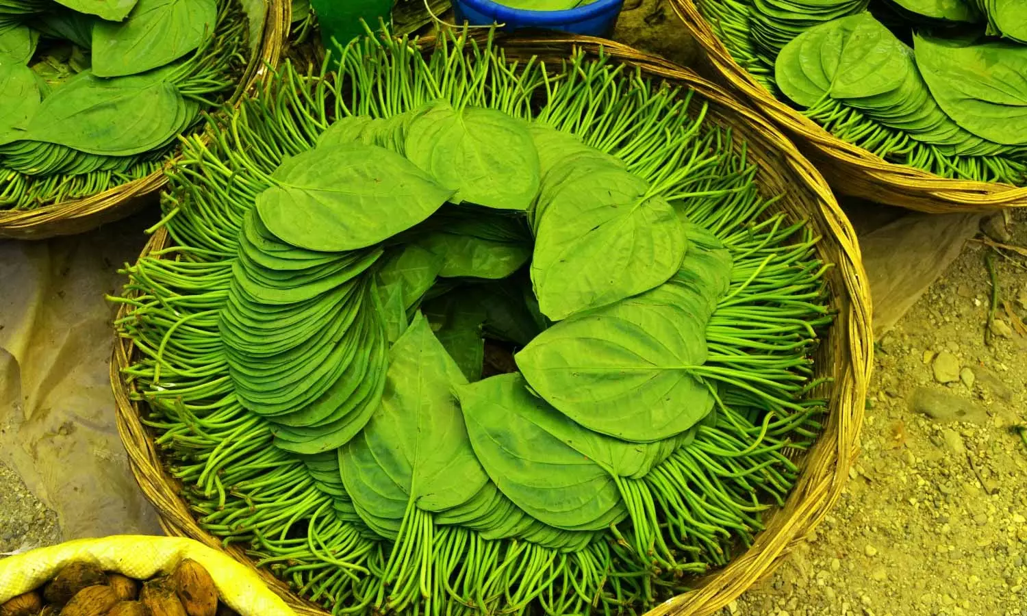 Paan Benefits: ఒక్క ఆకు 100 అద్భుతాలు.. ఇలా తింటే నమ్మలేని ఆరోగ్య ప్రయోజనాలు Paan Benefits