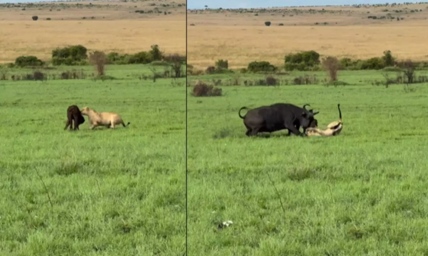 Mother Buffalo Fights Off Lions to Save Her Calf Viral Wildlife Video Mother Buffalo Fights Off Lions to Save Her Calf Viral Wildlife Video