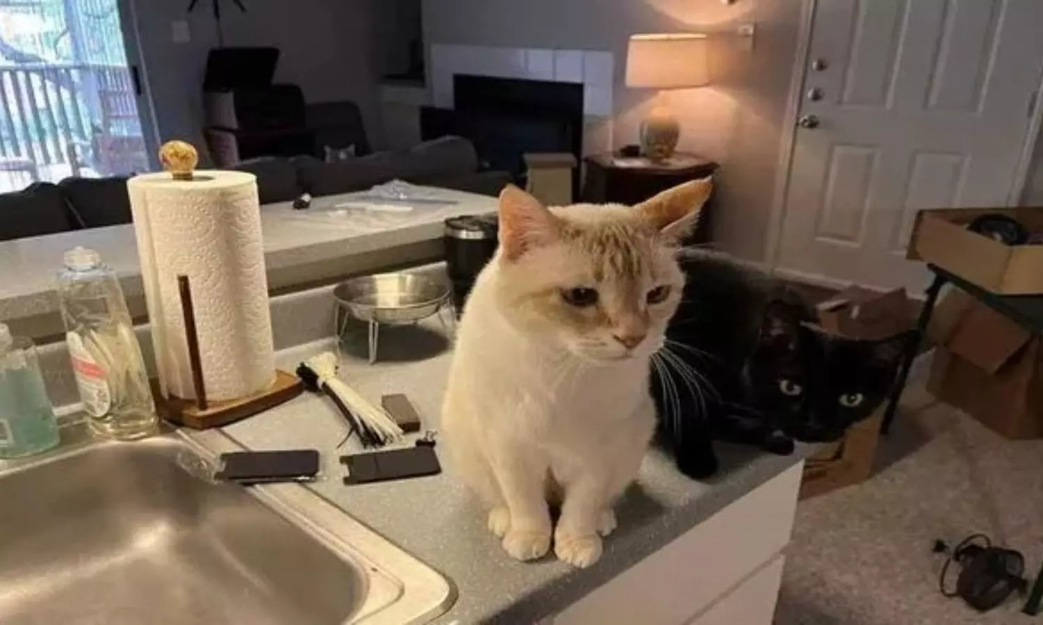 Optical Illusion: ఈ ఫొటోలో మొత్తం 3 పిల్లులు ఉన్నాయి.. కనిపెట్టారా.?