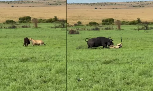 Mother Buffalo Fights Off Lions to Save Her Calf Viral Wildlife Video Mother Buffalo Fights Off Lions to Save Her Calf Viral Wildlife Video