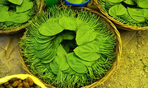 Paan Benefits Amazing Health Secrets of Betel Leaf You Never Knew
