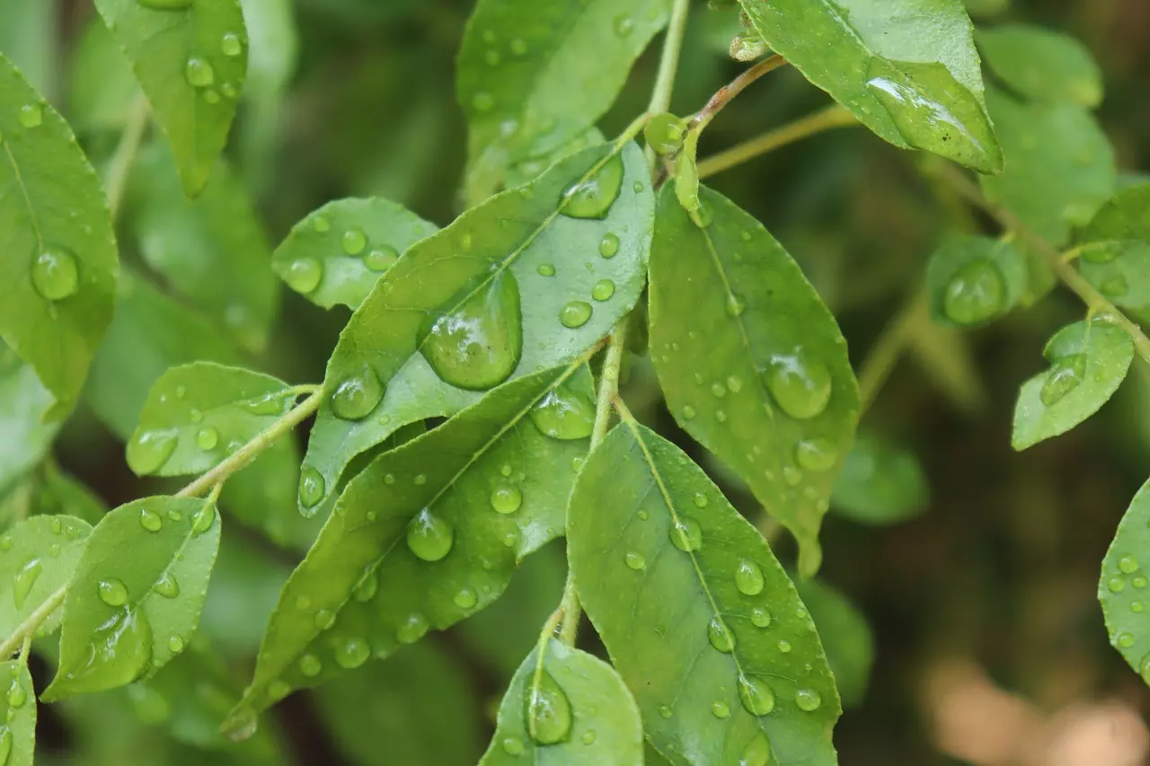 Curry Leaves: ఖాళీ కడుపుతో కరివేపాకు నమలడం వల్ల కలిగే అద్భుతాలు ఇవే.. Curry Leaves: ఖాళీ కడుపుతో కరివేపాకు నమలడం వల్ల కలిగే అద్భుతాలు ఇవే..