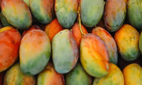 Mangoes Mangoes