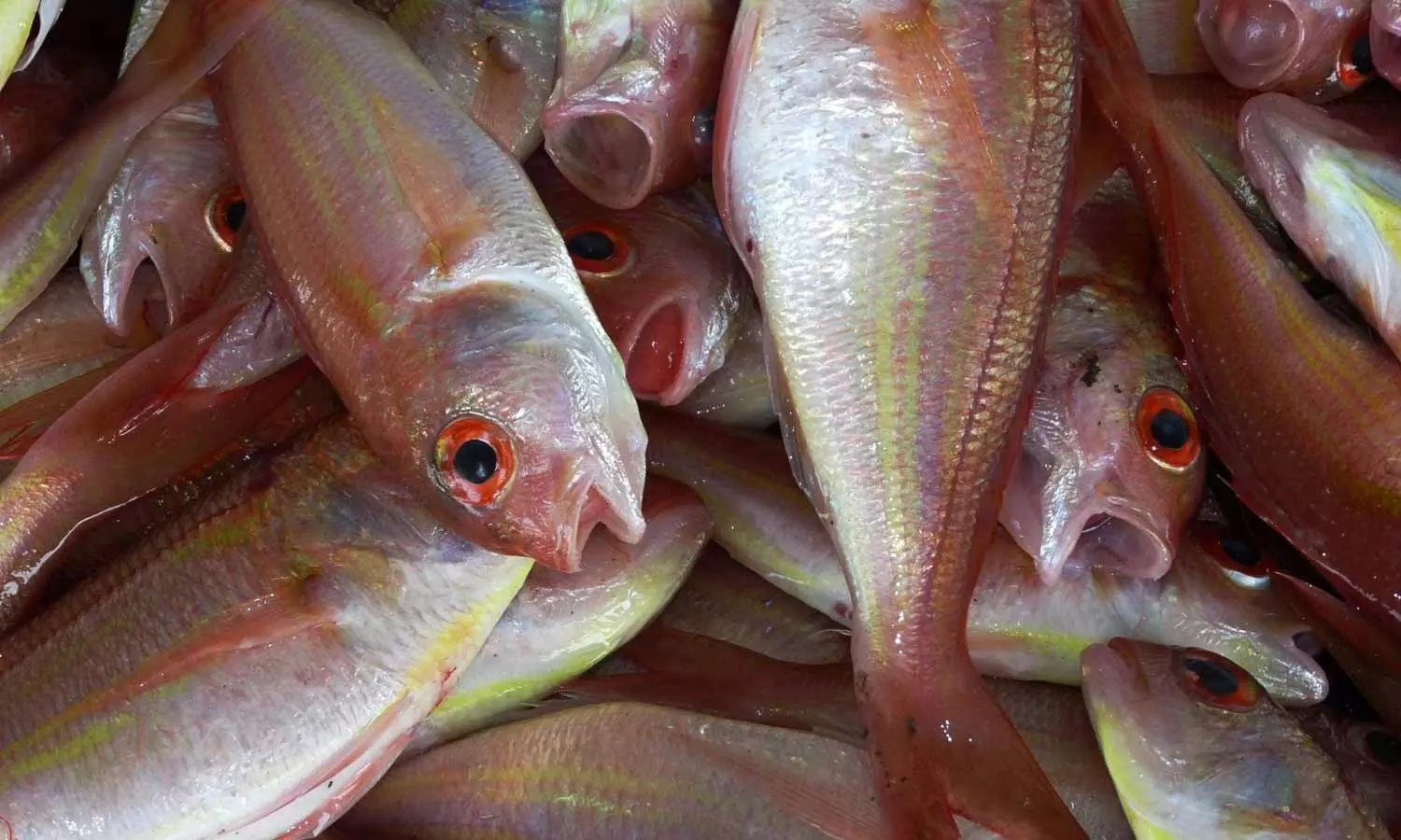 Fat Burning Fish: ఈ చేప తింటే సహజంగా.. కేవలం నెలలోనే బరువు తగ్గిపోతారు Fat Burning Fish