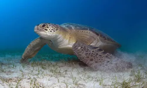 Viral: ఈ ఆడ తాబేలు 3500కి.మీ  ప్రయాణించి శాస్త్రవేత్తలను ఆశ్చర్యపరిచింది..కారణం తెలిస్తే షాక్ అవుతారు