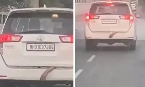 Viral News Viral News