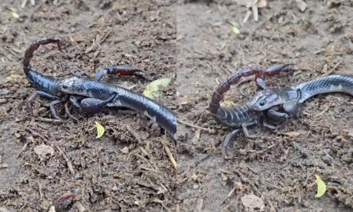 Snake Scorpion Fighting Viral Video Snake Scorpion Fighting Viral Video