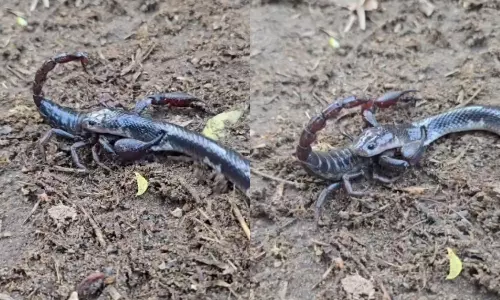 Snake Scorpion Fighting Viral Video