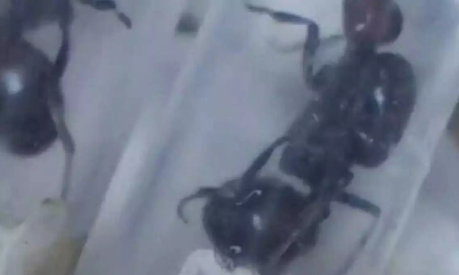 Ants Smuggling