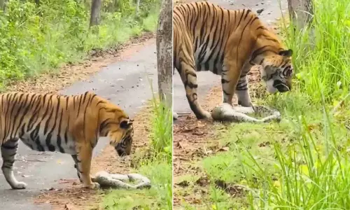 Shocking Video Tiger Caught on Camera Eating a Giant Python in Pilibhit Tiger Reserve Shocking Video Tiger Caught on Camera Eating a Giant Python in Pilibhit Tiger Reserve