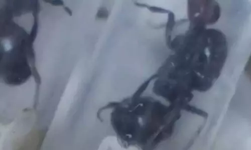 Ants Smuggling Ants Smuggling