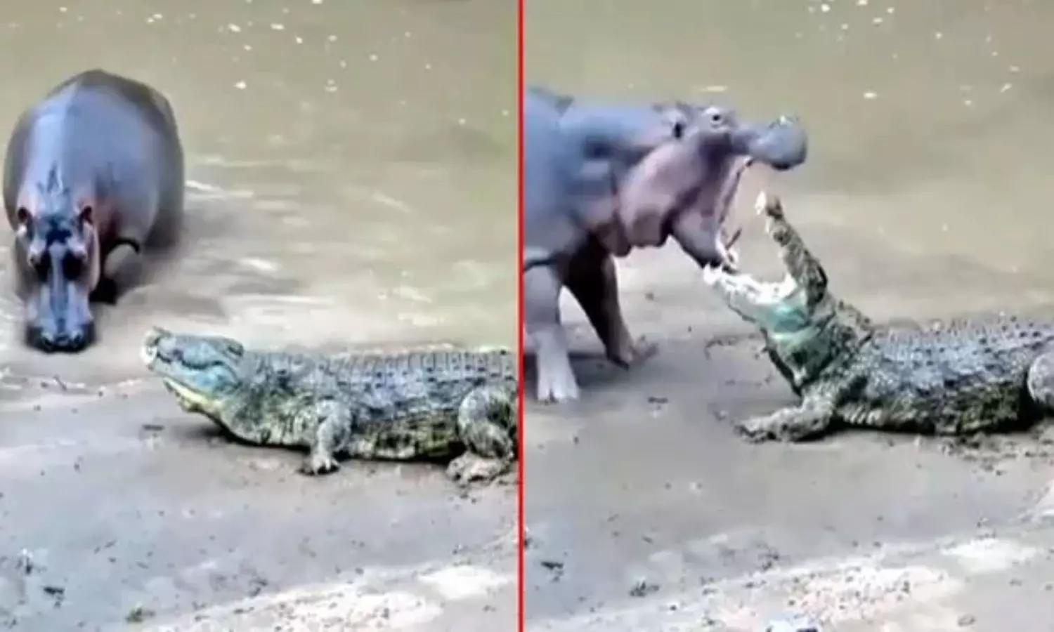 Viral Video: నీటి ఏనుగు, మొసలి ఎదురుపడితే.. చివరికి ఏం జరిగిందో తెలుసా.? Viral Video: నీటి ఏనుగు, మొసలి ఎదురుపడితే.. చివరికి ఏం జరిగిందో తెలుసా.?