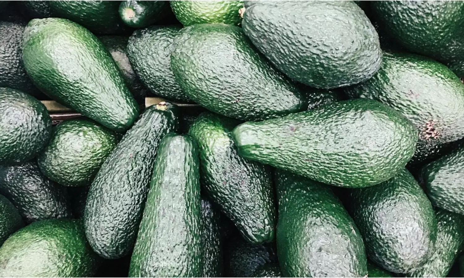 Avocado: కేన్సర్ను కూడా నయం చేయగల శక్తివంతమైన పండు.. రోజూ ఒకటి తింటే గుండెపోటు వచ్చే ప్రమాదమే ఉండదు..! Avocado A Powerful Superfruit That Fights Cancer and Protects Your Heart