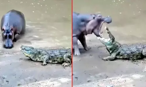 Viral Video: నీటి ఏనుగు, మొస‌లి ఎదురుప‌డితే.. చివ‌రికి ఏం జ‌రిగిందో తెలుసా.?