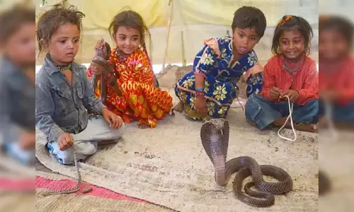 Snakes Village: ఆ గ్రామంలో మనుషులు పాములు కలిసే జీవిస్తాయి.. పిల్లలు నాగారాజులతో ఆడుకుంటారు.. ఎక్కడంటే