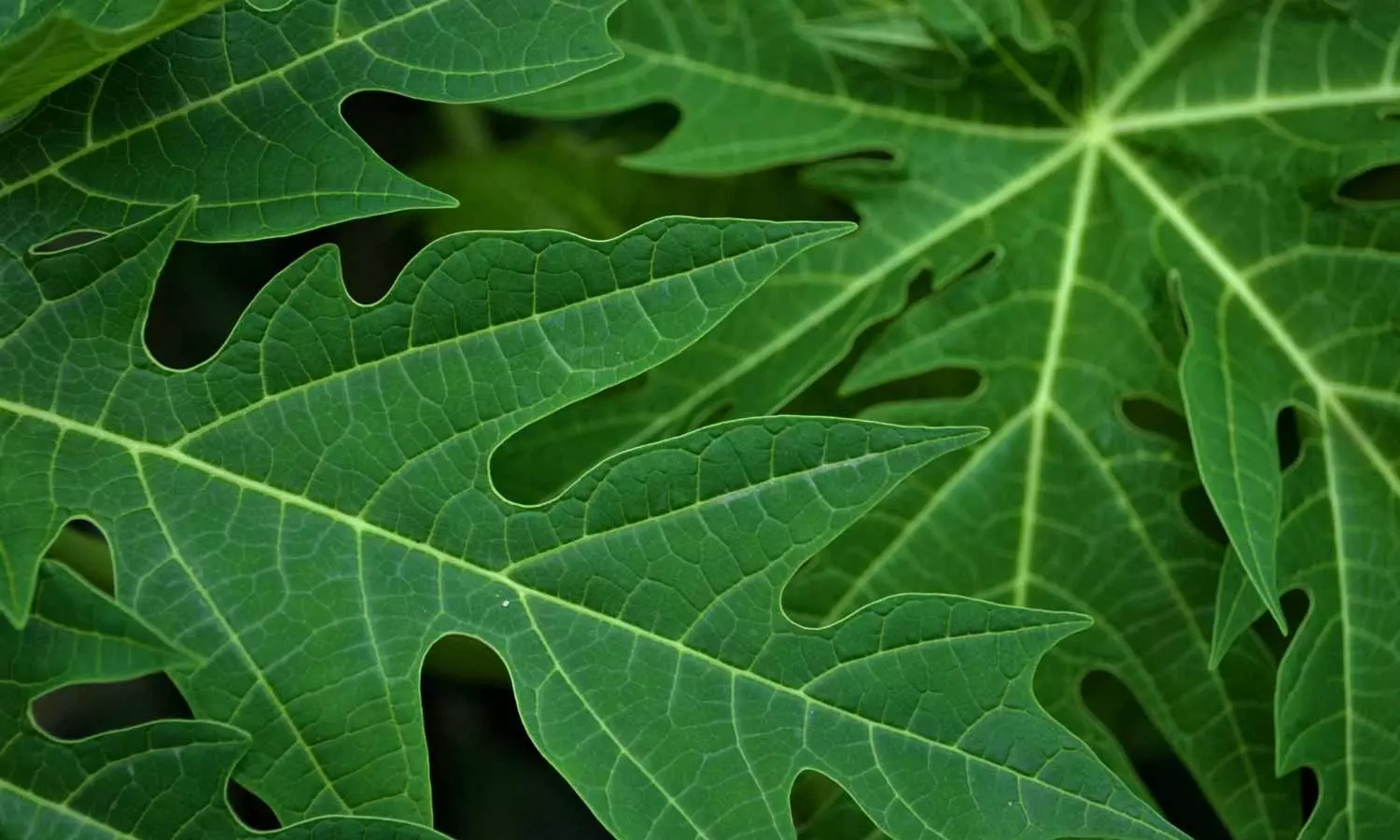 Papaya Leaves