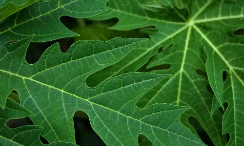 Papaya Leaves