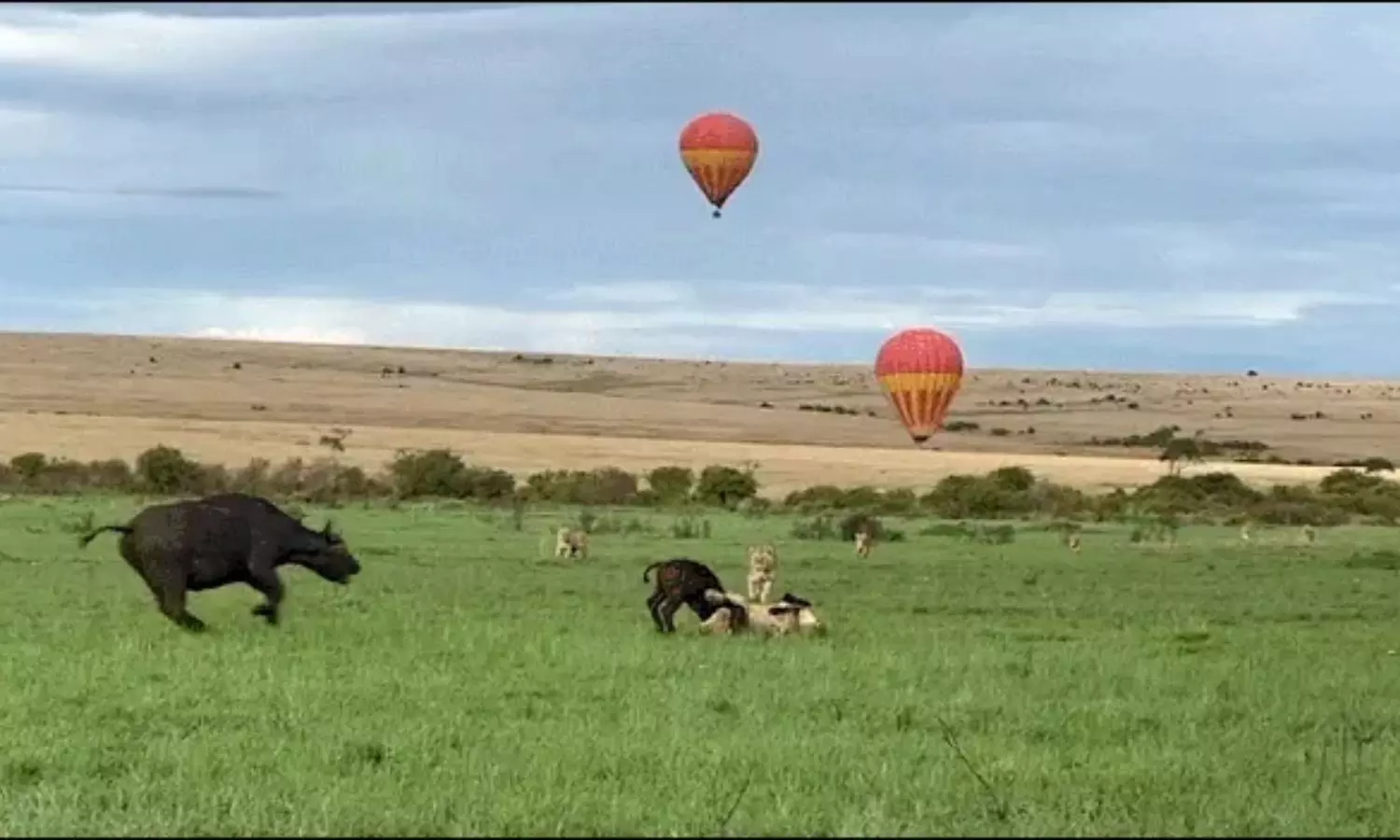 Mother Buffalo Fights Off Lions to Save Her Calf Viral Wildlife Video Mother Buffalo Fights Off Lions to Save Her Calf Viral Wildlife Video