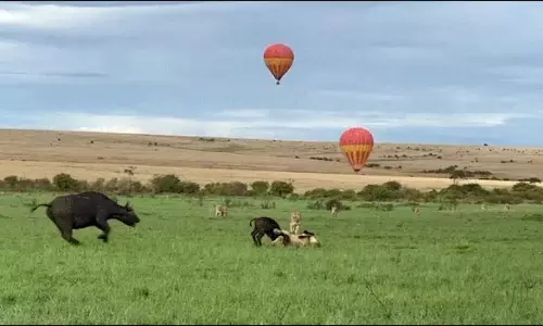 Mother Buffalo Fights Off Lions to Save Her Calf Viral Wildlife Video Mother Buffalo Fights Off Lions to Save Her Calf Viral Wildlife Video