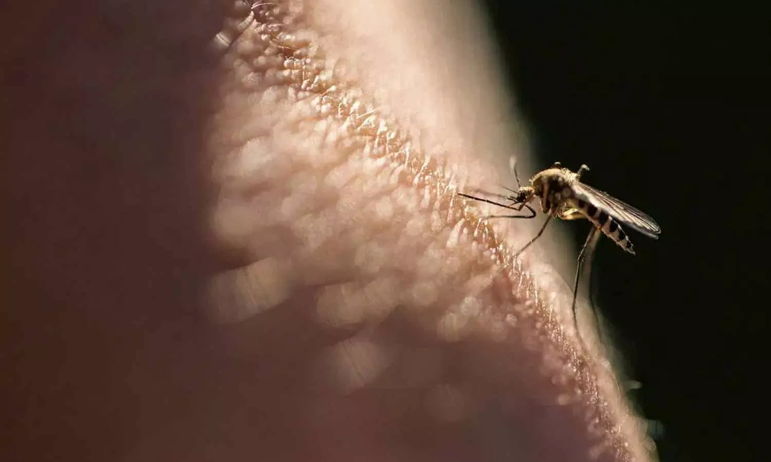 Malaria: జ్వరం వస్తే మలేరియానా? నిర్ధారణ కోసం ఏ టెస్ట్ చేయాలి? Malaria