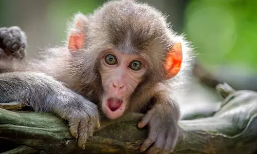 Monkey In Dream Meaning