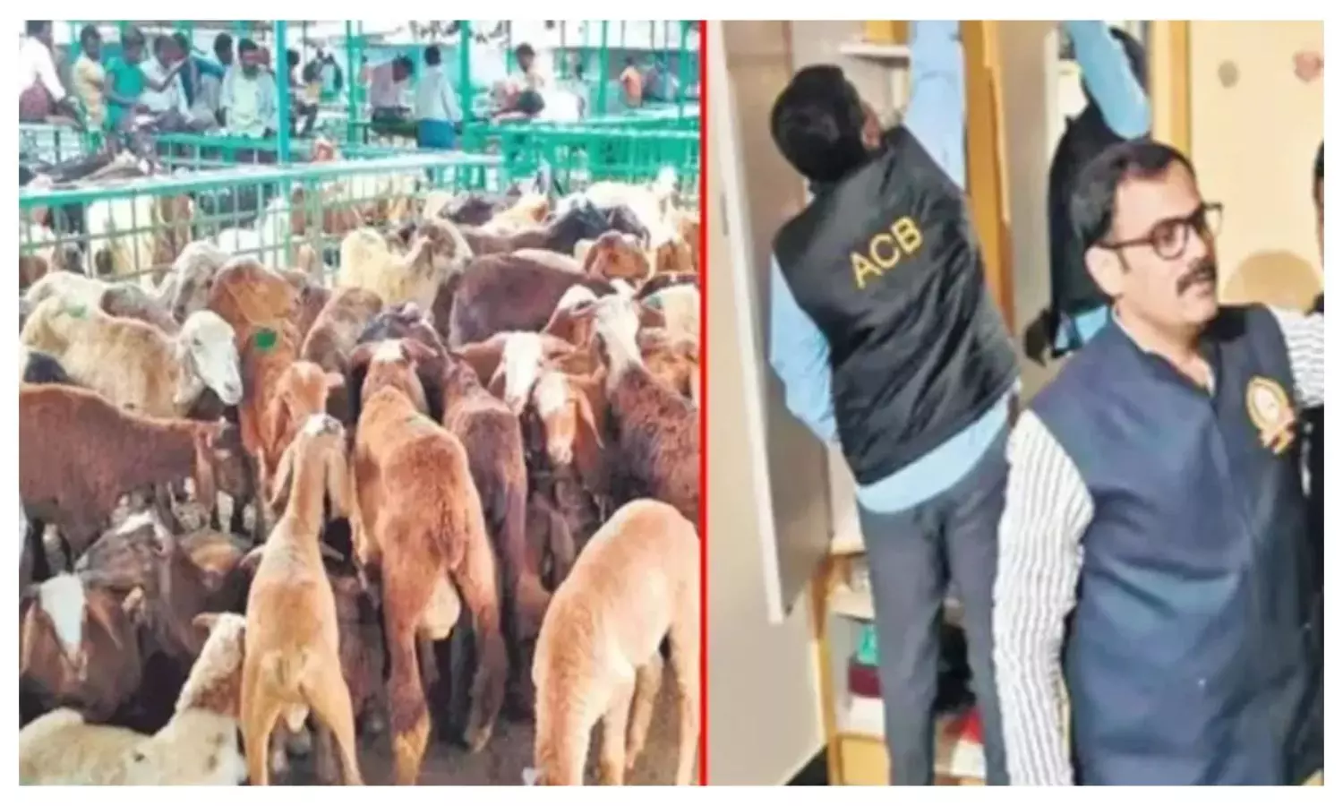 Sheep Distribution Scam: తెలంగాణ గొర్రెల స్కాంలో కీలక పరిణామం