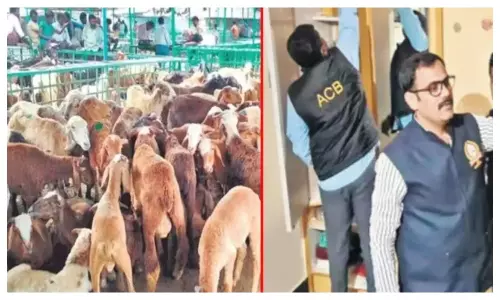 Sheep Distribution Scam: తెలంగాణ గొర్రెల స్కాంలో కీలక పరిణామం