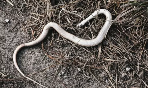 Fact: చనిపోయిన పాము కూడా ప్రమాదకరమని తెలుసా.? Fact: చనిపోయిన పాము కూడా ప్రమాదకరమని తెలుసా.?