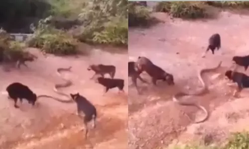 Viral Video Street Dogs Attack Giant King Cobra
