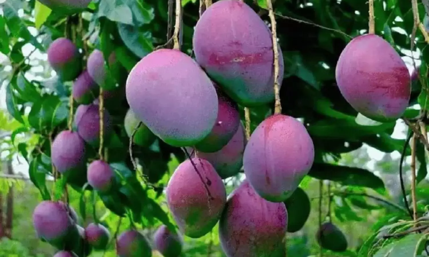 Mango: కిలో మామిడి పండ్ల ధ‌ర రూ. 3 ల‌క్ష‌లు.. అంత ప్ర‌త్యేక‌త ఏంట‌నేగా