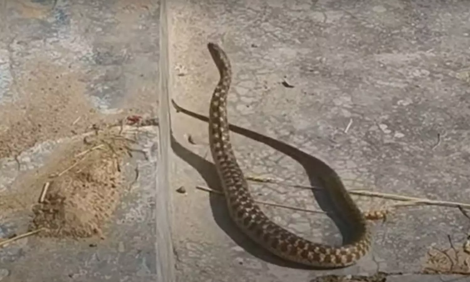 Viral News: పాము డ్యాన్స్ చేయడం ఎప్పుడైనా చూశారా.? వైరల్ అవుతోన్న వీడియో