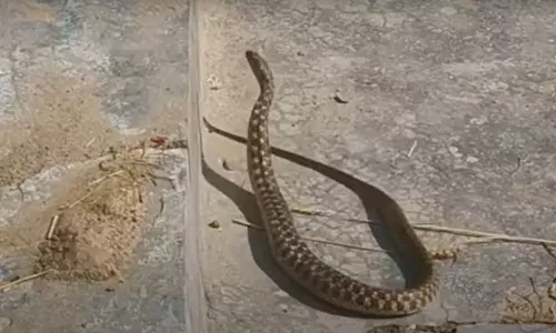 Viral News: పాము డ్యాన్స్ చేయడం ఎప్పుడైనా చూశారా.? వైరల్ అవుతోన్న వీడియో Viral News: పాము డ్యాన్స్ చేయడం ఎప్పుడైనా చూశారా.? వైరల్ అవుతోన్న వీడియో