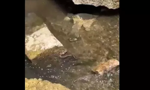 viral video: పామును అమాంతం మింగేసిన తాబేళు.. వైరల్ వీడియో viral video: పామును అమాంతం మింగేసిన తాబేళు.. వైరల్ వీడియో