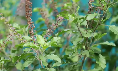 Vastu: ఇంట్లో ఒకటి కంటే ఎక్కువ తులసి మొక్కలు ఉంటే ఏమవుతుందో తెలుసా.? Vastu: ఇంట్లో ఒకటి కంటే ఎక్కువ తులసి మొక్కలు ఉంటే ఏమవుతుందో తెలుసా.?