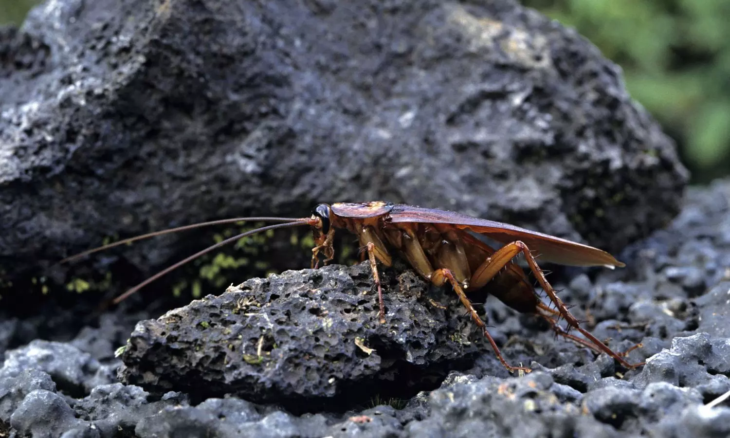 Cockroaches Can Survive Nuclear Radiation