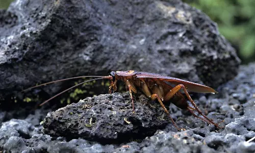 Cockroaches Can Survive Nuclear Radiation Cockroaches Can Survive Nuclear Radiation