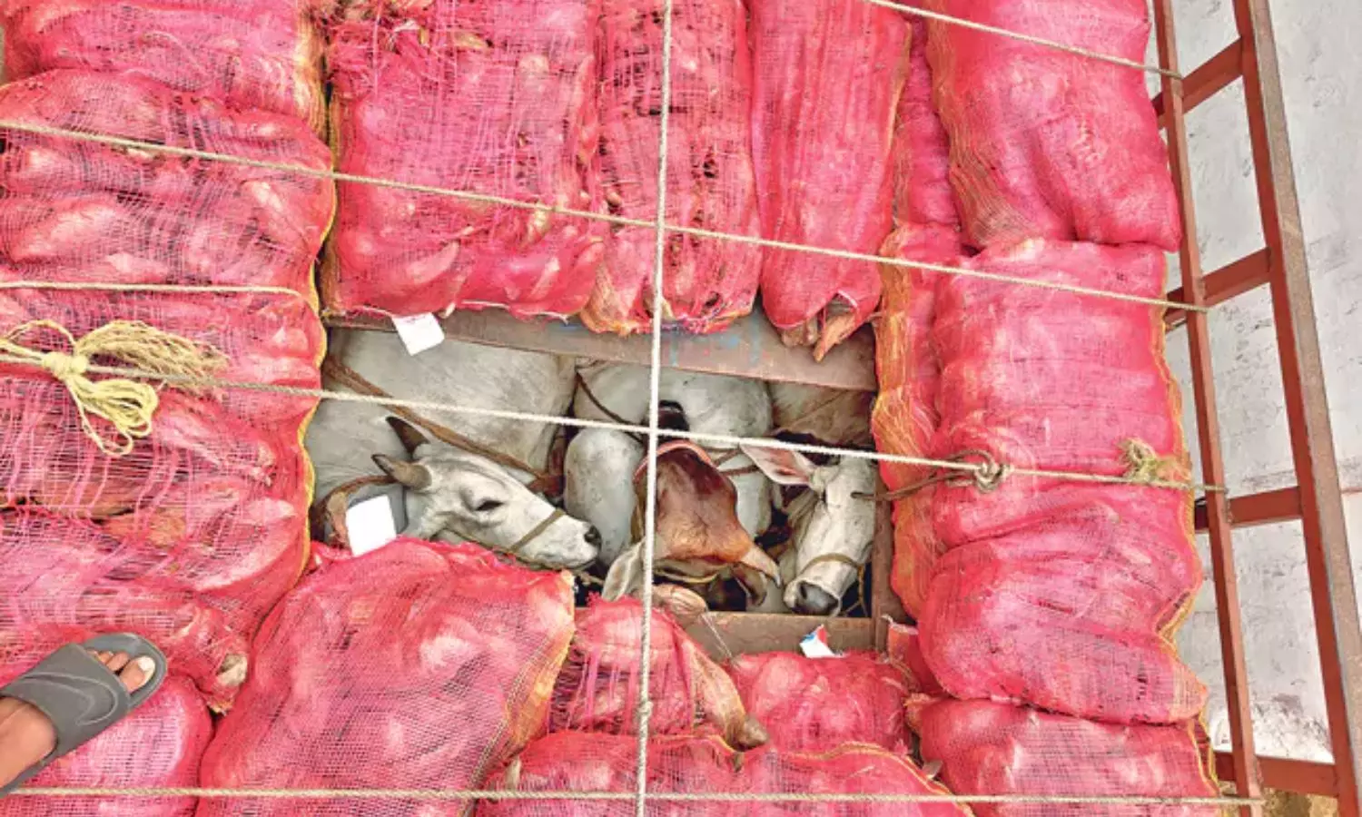 Bajrang Dal Foils Illegal Cow Smuggling in Yadadri 16 Cows Rescued