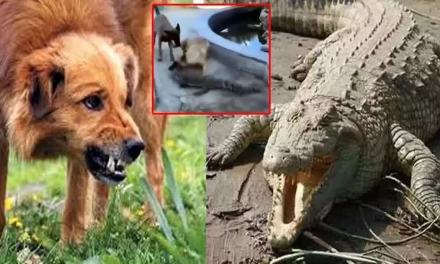 Viral Video: Brave Dog Attacks Crocodile in Residential Area Viral Video: Brave Dog Attacks Crocodile in Residential Area