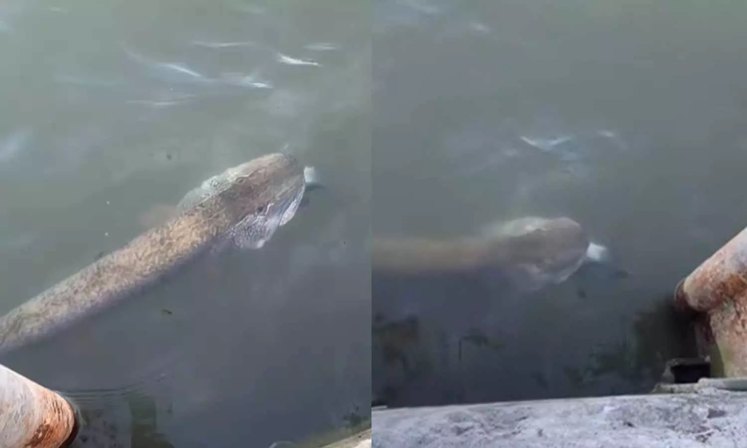 Muskellunge Fish Viral Video Muskellunge Fish Viral Video