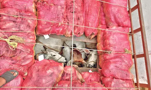 Bajrang Dal Foils Illegal Cow Smuggling in Yadadri 16 Cows Rescued