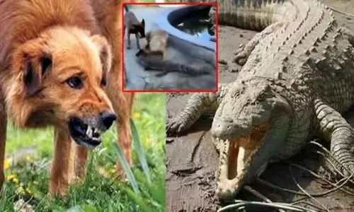 Viral Video: Brave Dog Attacks Crocodile in Residential Area
