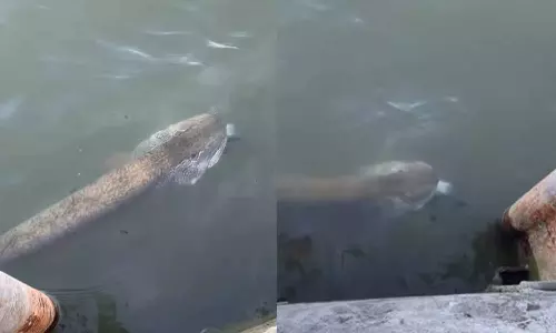 Muskellunge Fish Viral Video Muskellunge Fish Viral Video