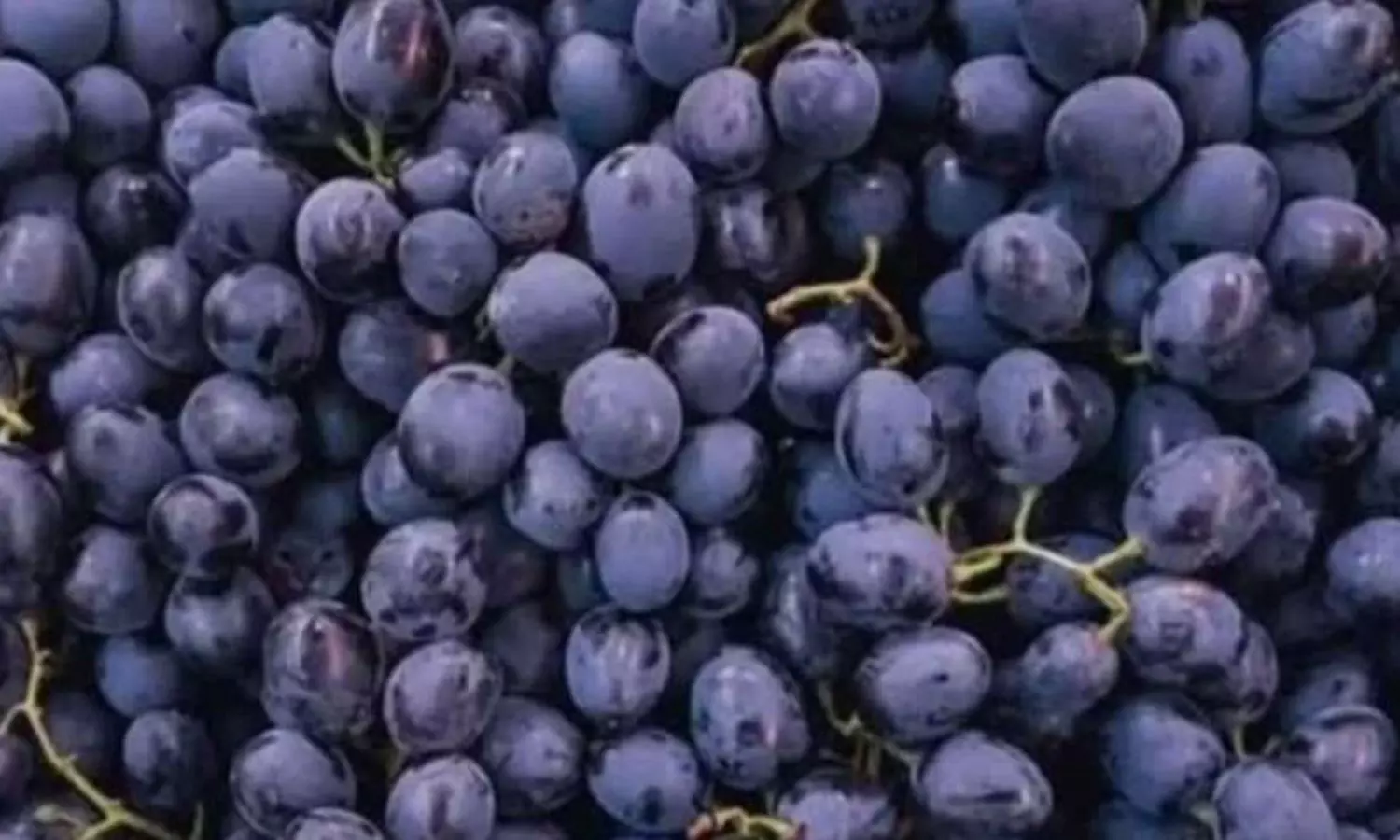 Optical Illusion Test Find Hidden Cat in This Image