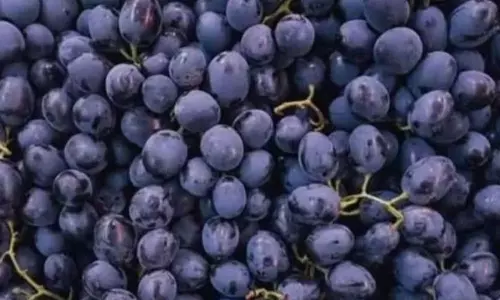 Optical Illusion Test Find Hidden Cat in This Image